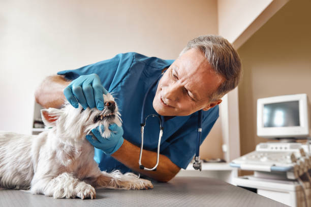 Best Emergency Dental Services for Seniors in Cedar Knolls, NJ
